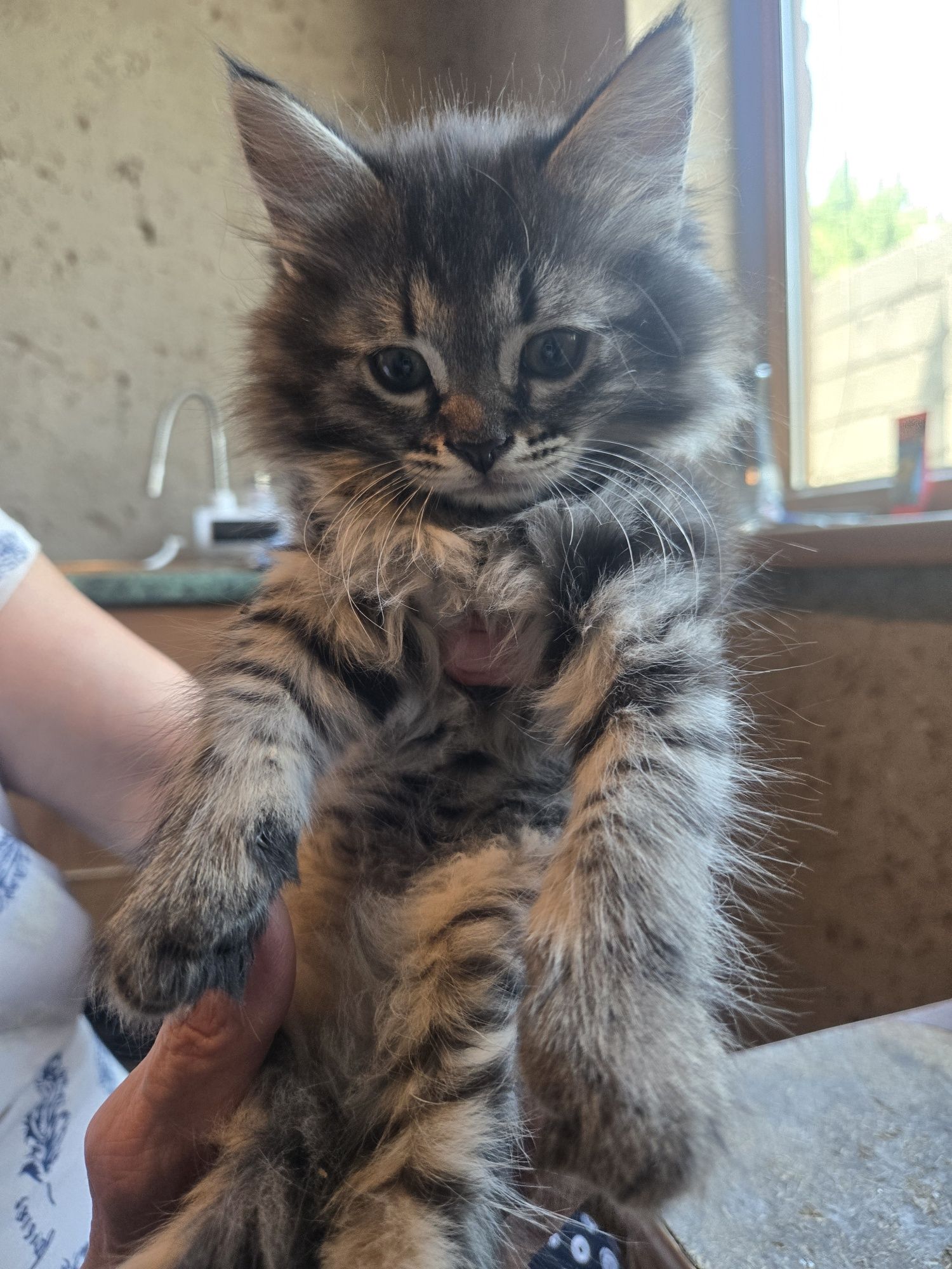 Котята окраса табби