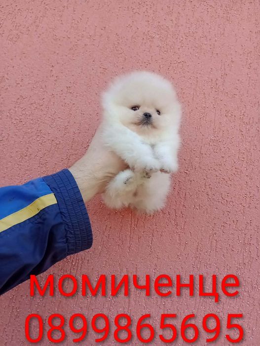 Миниатюрни мини Померани. Реални снимки!
Мъжки Померани. Реални снимки