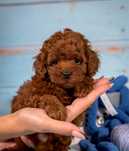 Pudel mini toy red