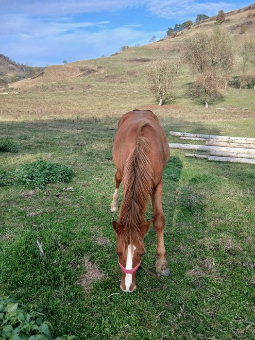 Manz de vanzare 1,5 ani