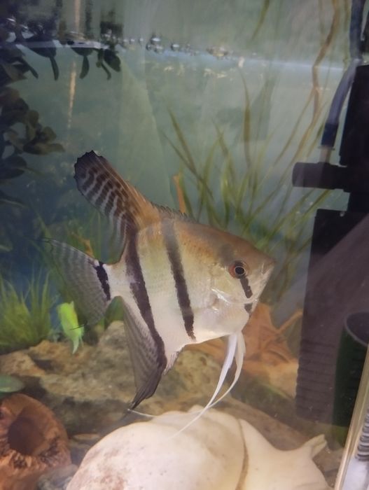 Красавчик -самец скалярии,подарю добрым людям