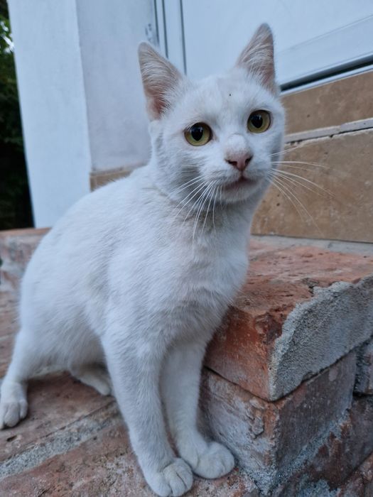 Pisica de adoptat