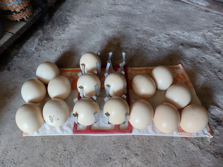 Vindem oua de strut din productie proprie