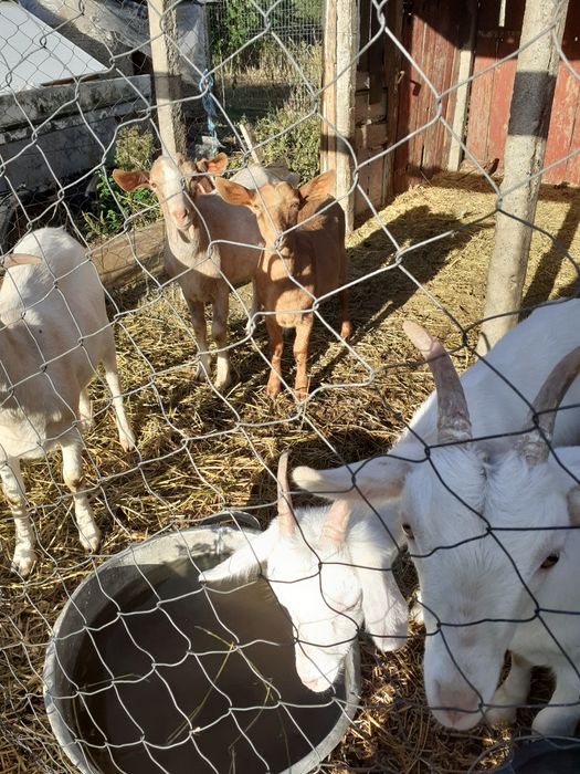 Iezi de vănzare, 3 sanen si 2 nubiana , printre care si un țap
