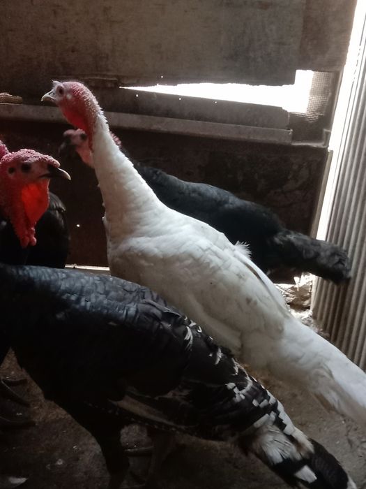 Продам Израильский индюков порода хорошая вес от 8 кг до 10  гигант