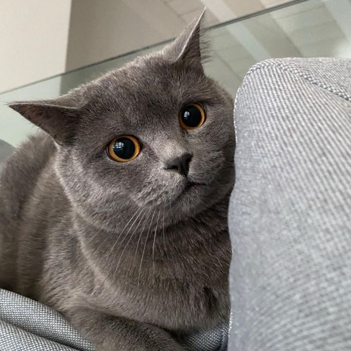 Шотландский котенок
