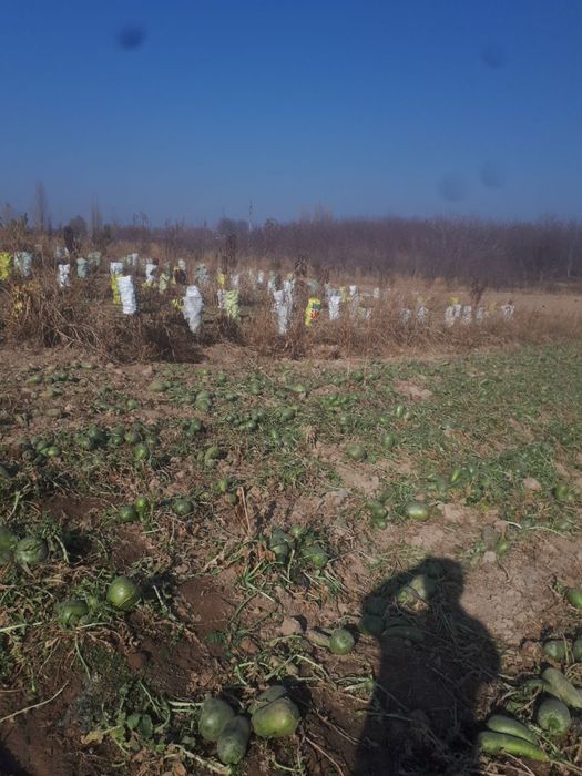 Turup Toshkent Nazarbek