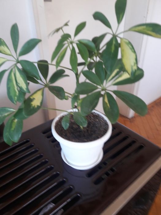 Каланхое различни цветове ,големина и други цветя