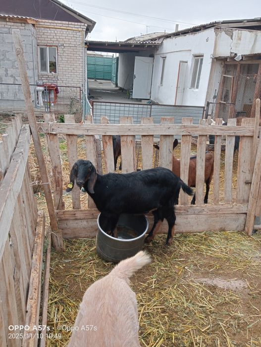 Нуб шыбыш сатылады