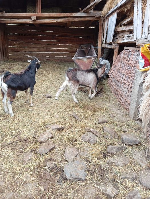 Vând ied la alegere