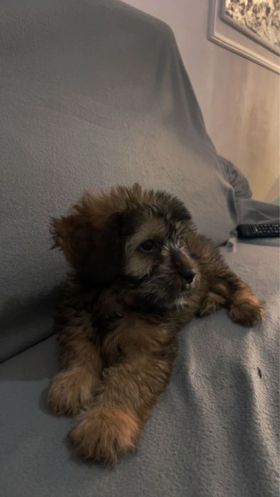 Bichon havanez fată