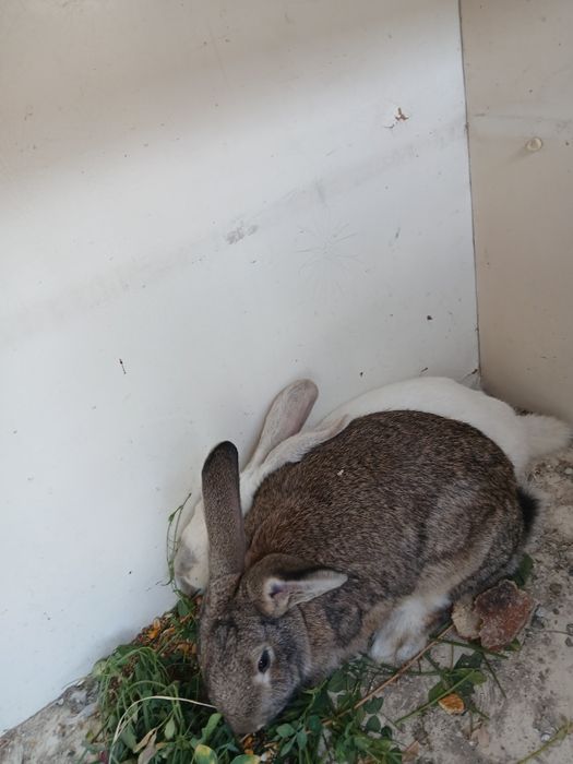 Bir jup quyon sotiladi modasi bogoz jupi 550 ming