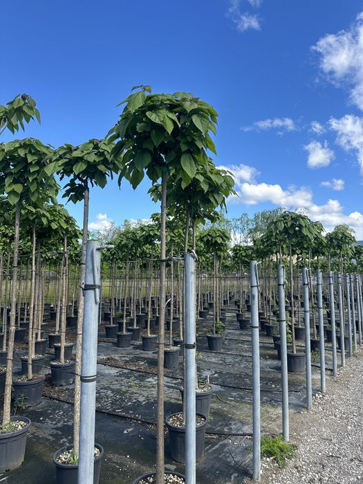 Platan / Mesteacan / copaci / Brazii plante leylandii