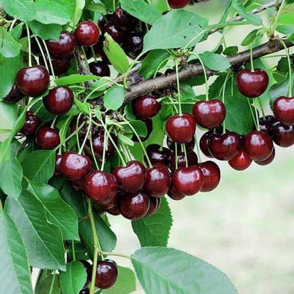 Pomi Fructiferi Pitici Dwarf (VISIN )