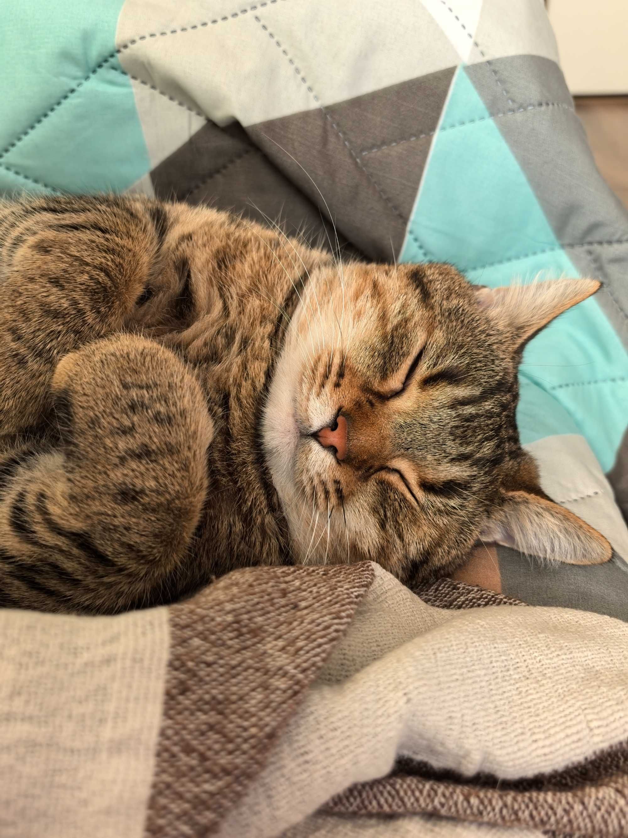 Подарява се коте