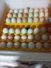 Инкубационное яйцо разных домашних курочек