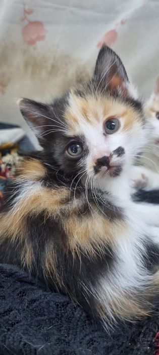 Котенок девочка мама Вислоухая