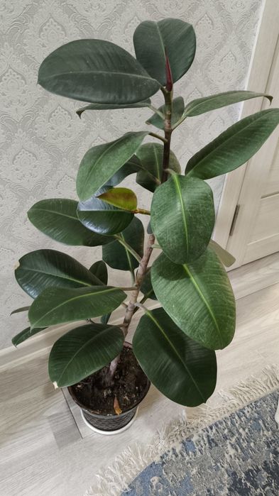 Продаётся большой фикус