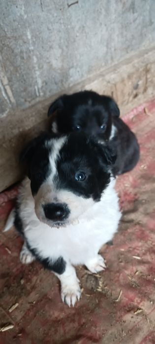 4 кученца Бордър коли си търсят нов стопанин