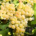 Struguri de vin producție 2025