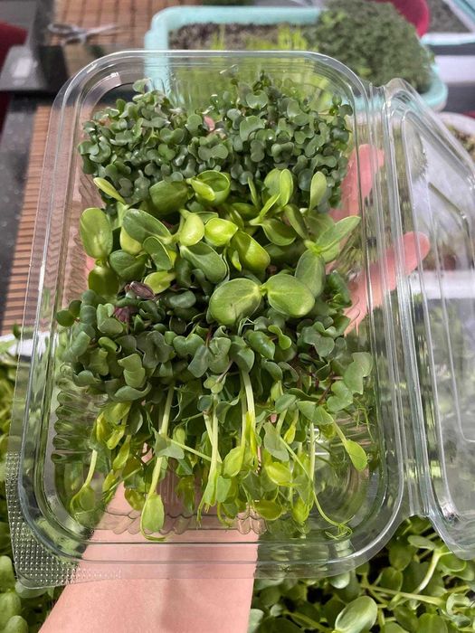 Microplante proaspete (vlăstari) - Livrare gratuita in TG-Mures!