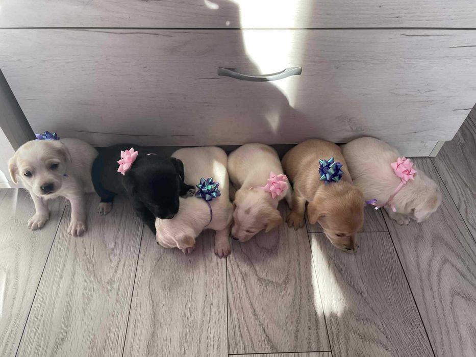 Продават се кокер шпаньол