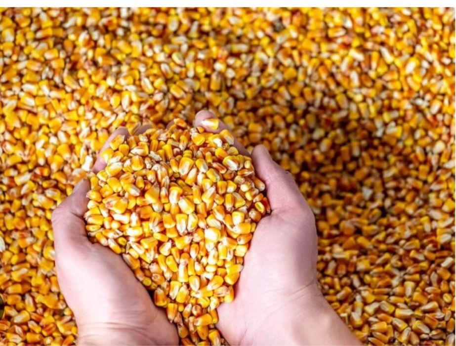 Vand Cereale, Porumb~Grau~Floarea-Soarelui