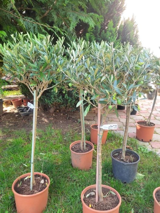 Maslin roditor 1 metru