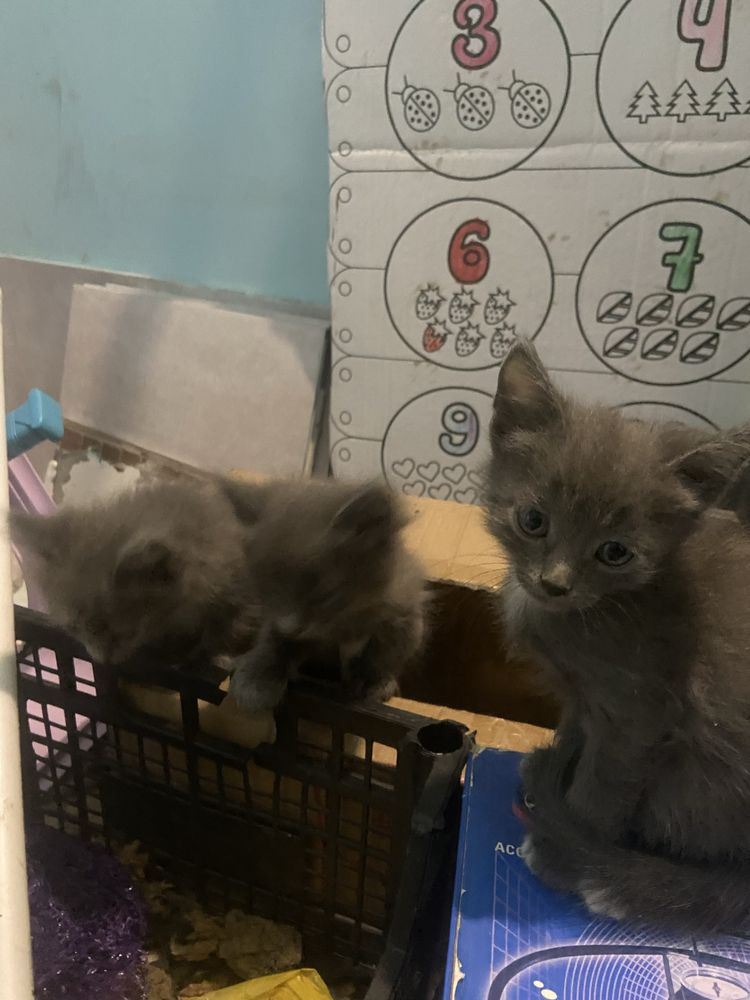 Отдам котят бесплатно
