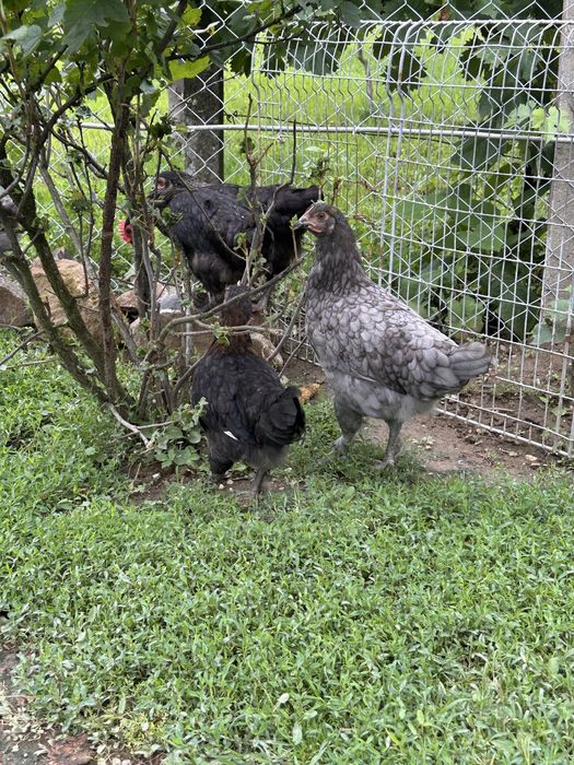 Cocosei marans de vanzare !!!