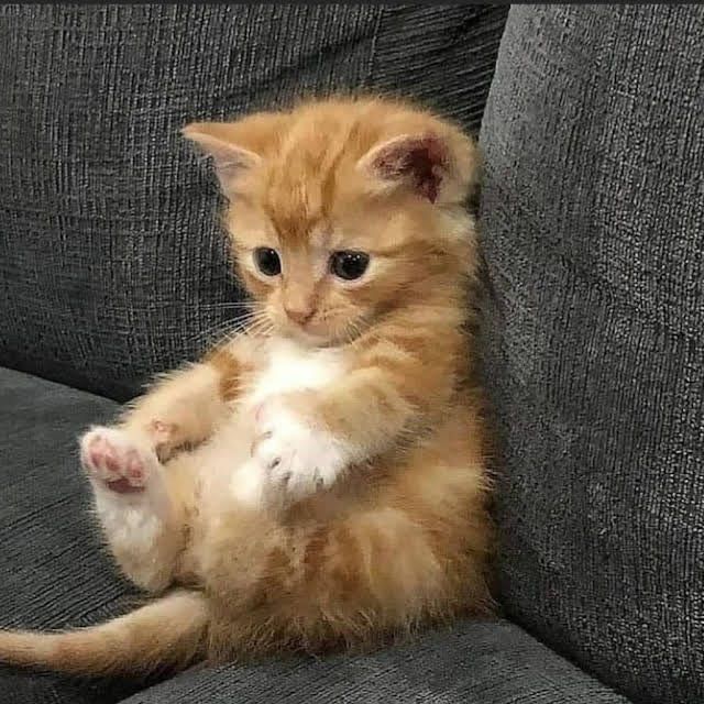 Отдам котят в добрые руки!