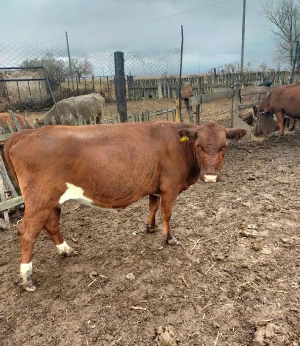 Продам корову,телят и жеребят!