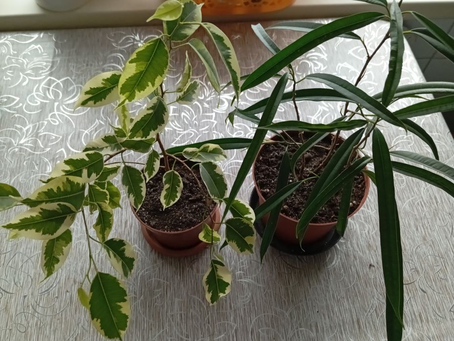 Продам фикусы разных сортов