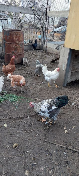 Молодые петухи брама