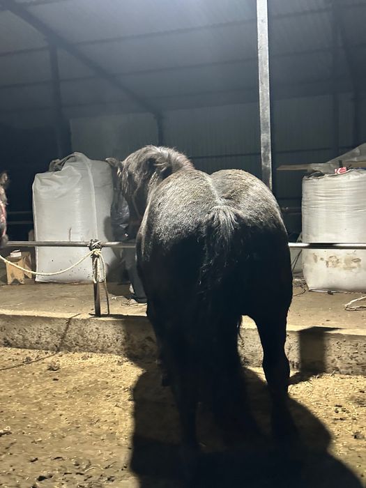 Vand  mânză  sau  iepe