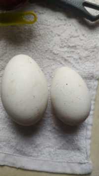 Vând ouă de gâscă pentru Paște