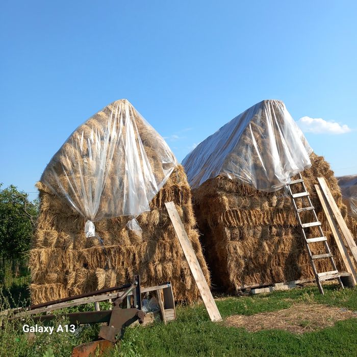 Vând baloti pătrați de fan calitatea 1