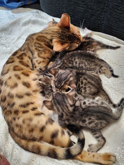 Бенгалски котенца