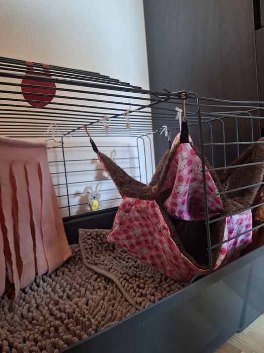 Porcușor de guineea