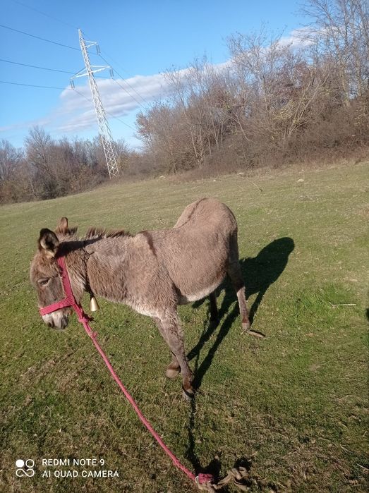 Vând magarita afata