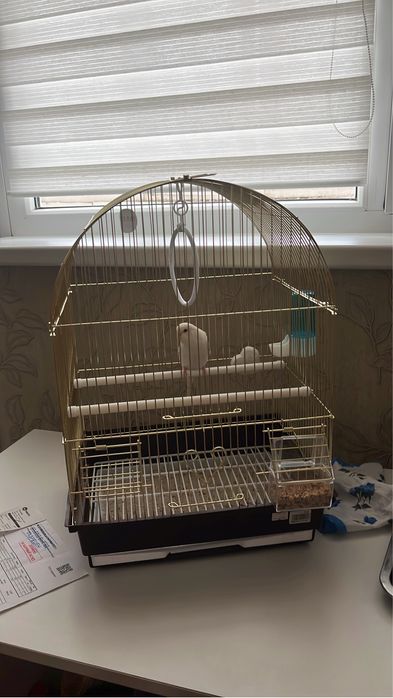 Продаю попугая !