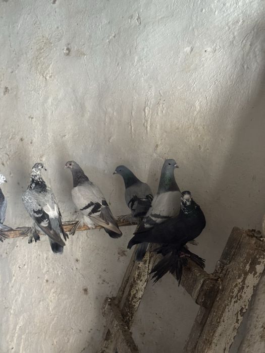 Продам голубей оптом