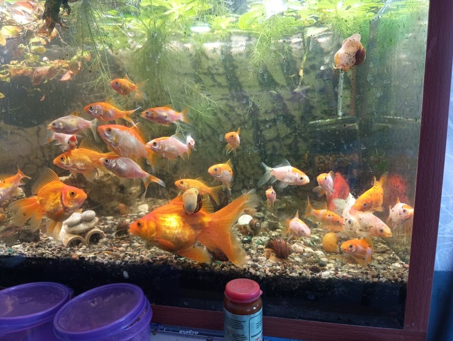 Золотые рыбки кометы