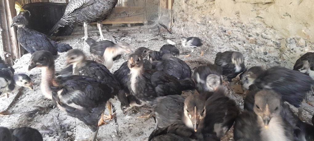 Гигант Кора шахзода жужалари сотилади