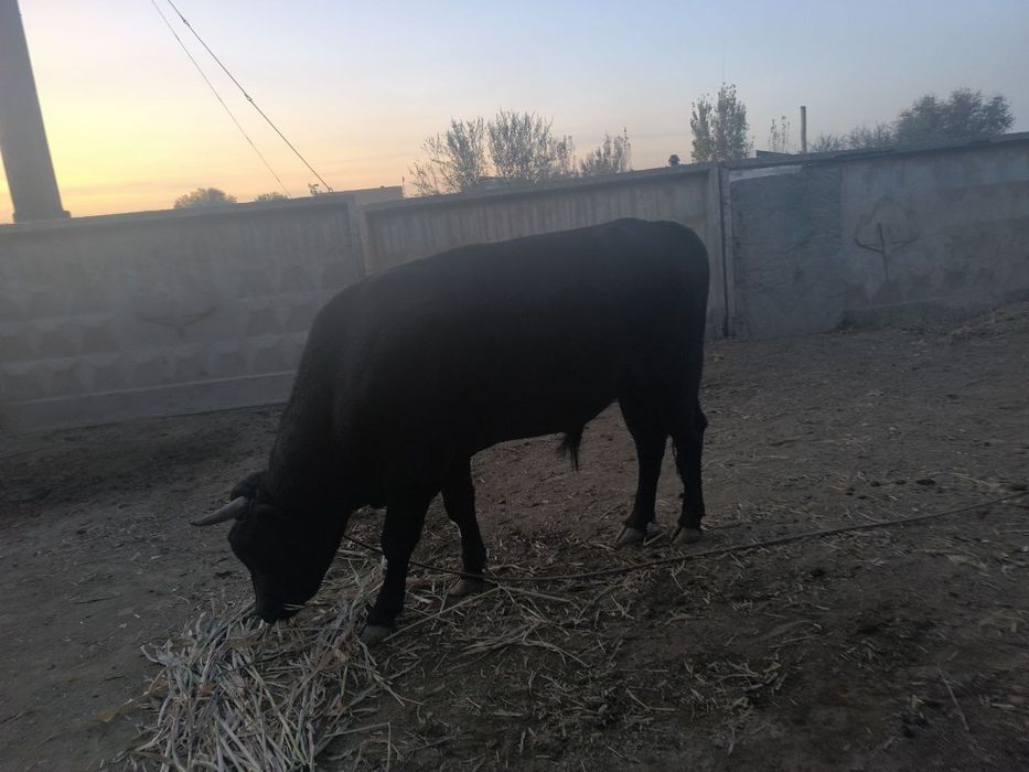 Ho'kiz, gibrid zotdor buqa, Бык