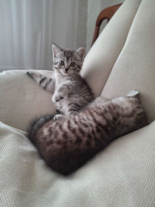 Отдам в добрые руки