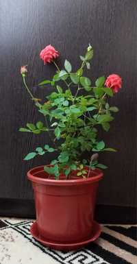 Карликовая роза комнатные растения