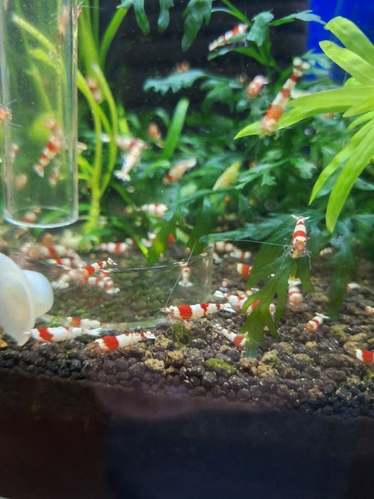 Кристални скариди