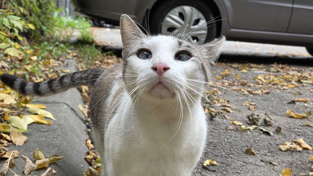 Pisicuta de 2 ani jumatate, sterilizata