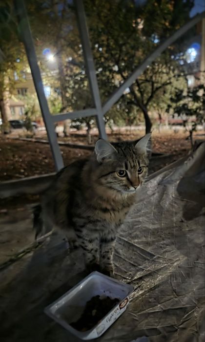 Продаю кошечку в семью .